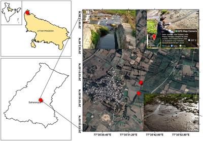 Unraveling the shift in bacterial communities profile grown in sediments co-contaminated with chlorolignin waste of pulp-paper mill by metagenomics approach